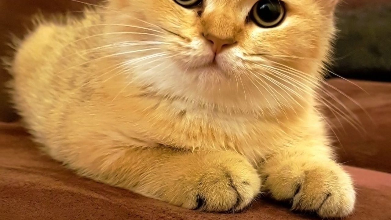 Gejala Infeksi Virus Calici pada Kucing, Penyebab dan Cara Mengatasinya yang Perlu Diketahui