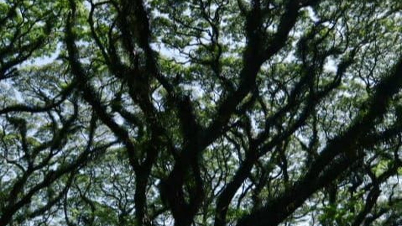 7 Wisata Banyuwangi Terbaru dan Paling Hits, Manjakan Mata Para Pengunjung