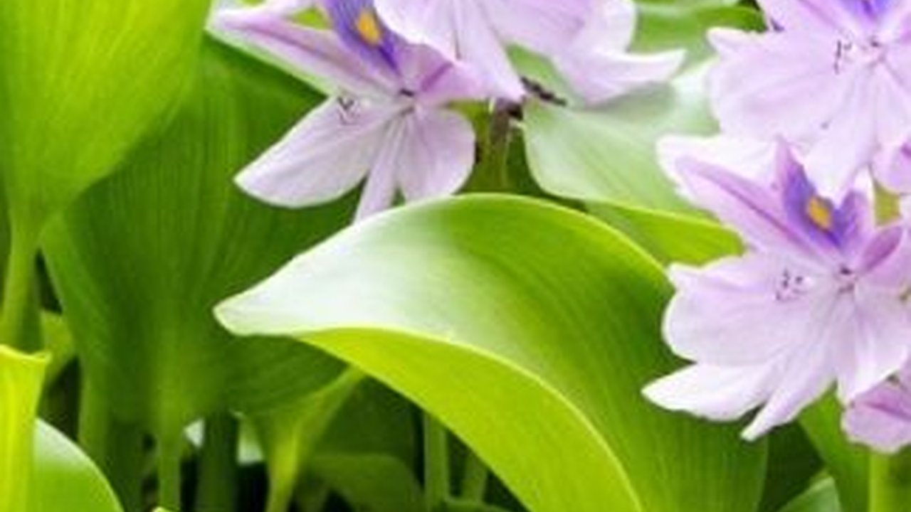 Dampak Negatif Tanaman Eceng Gondok bagi Lingkungan, Bisa Ganggu Kadar Oksigen dalam Air