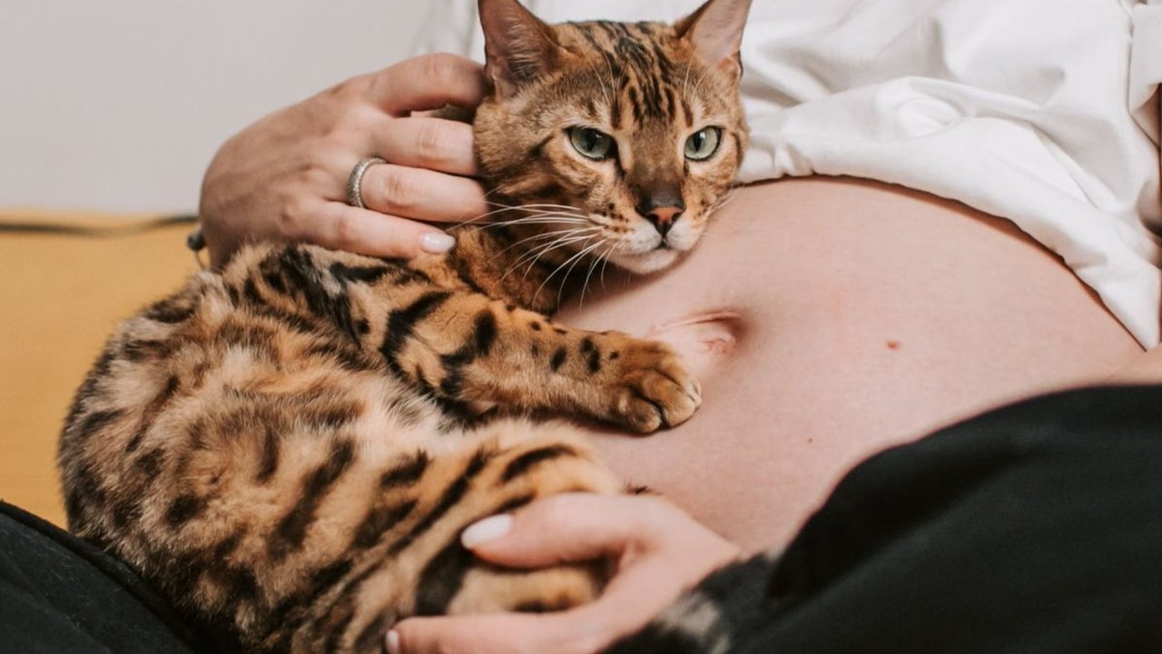 Ibu Hamil dan Kucing Kesayangan: Mitos dan Fakta