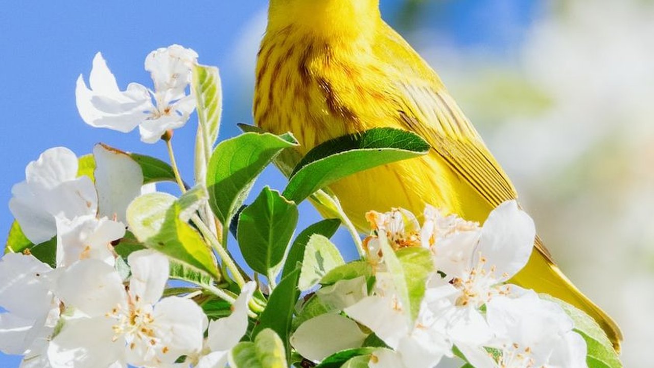 7 Pakan Kenari agar Rajin Berkicau, Penuh dengan Nutrisi Baik
