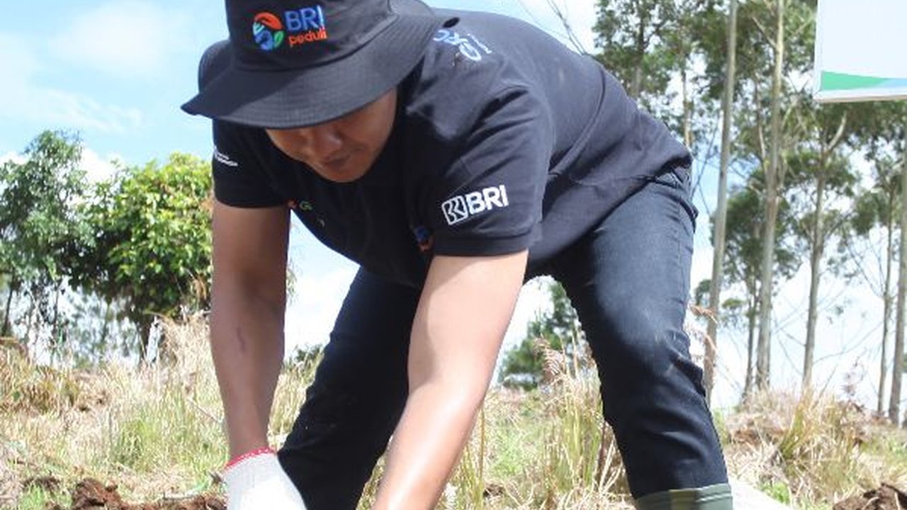Jaga Kelestarian Danau Toba, BRI Peduli 'Grow & Green' Tanam 2.500 Bibit Pohon di Samosir