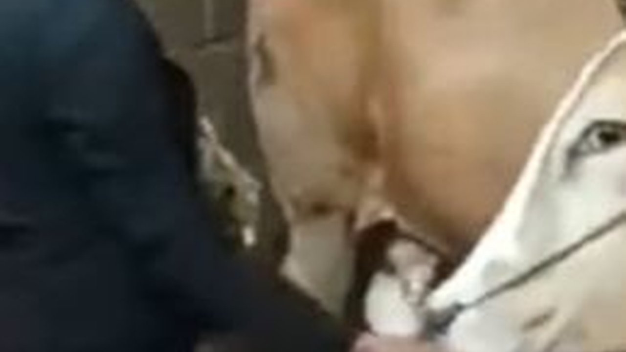 Mengenal Tradisi Ngalungi Sapi, Budaya Masyarakat Blora Warisan Nenek Moyang