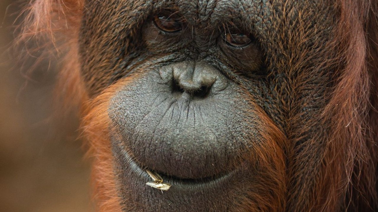 Menyusuri Cagar Alam Jantho, Wisata Alam di Aceh Penuh Aneka Ragam Flora dan Fauna