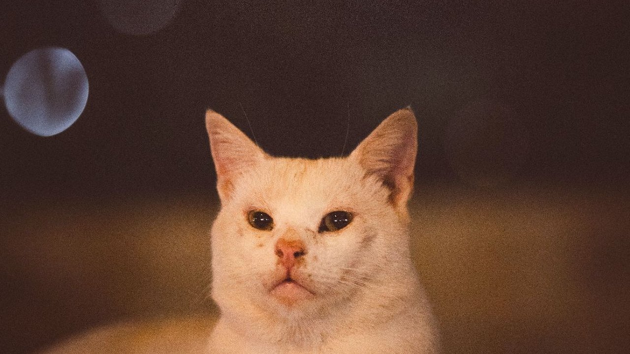Daftar Obat Cacing Kucing yang Ampuh, Lengkap dengan Cara Penggunaannya