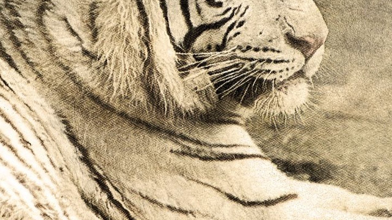 Kisah Macan Tutul Terakhir di Jakarta, Ditembak Pak Camat usai Serang Warga Kampung karena Kelaparan