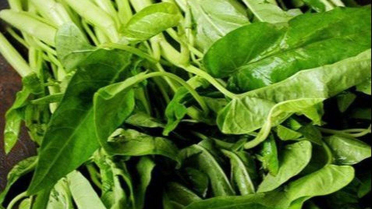 Penyakit Mulut dan Kuku Hewan Ternak Ternyata Bisa Diobati Pakai Kangkung, Begini Caranya