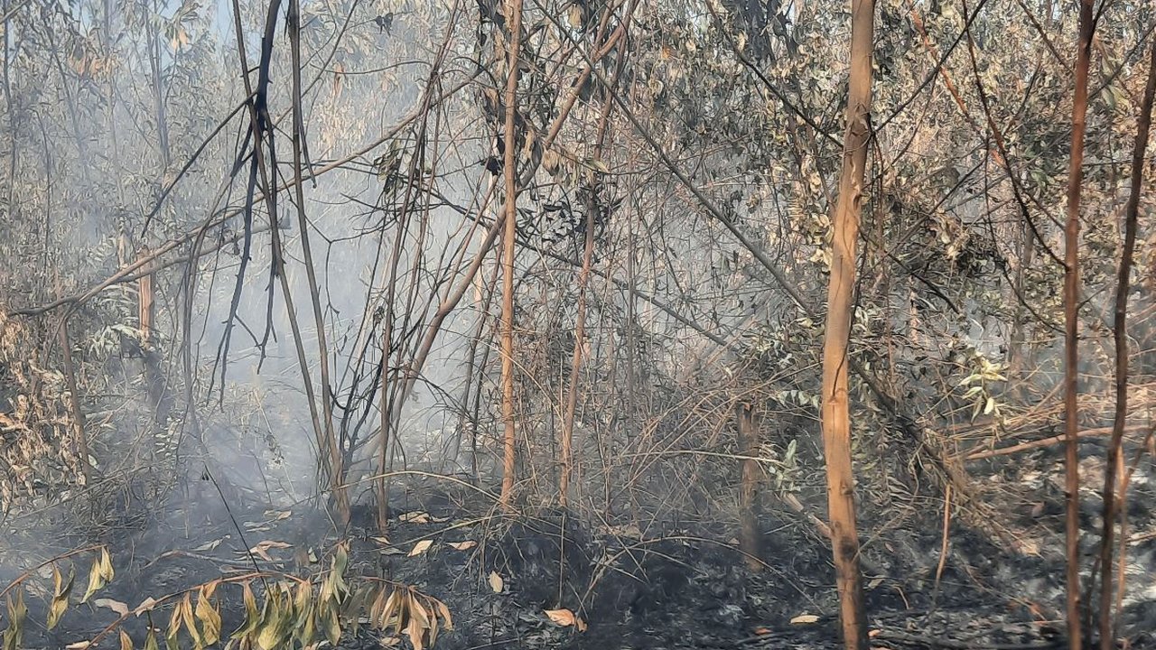 Sepanjang 2023, 34 Orang Ditetapkan Tersangka Kebakaran Lahan di Riau & Paling Banyak di Rohil