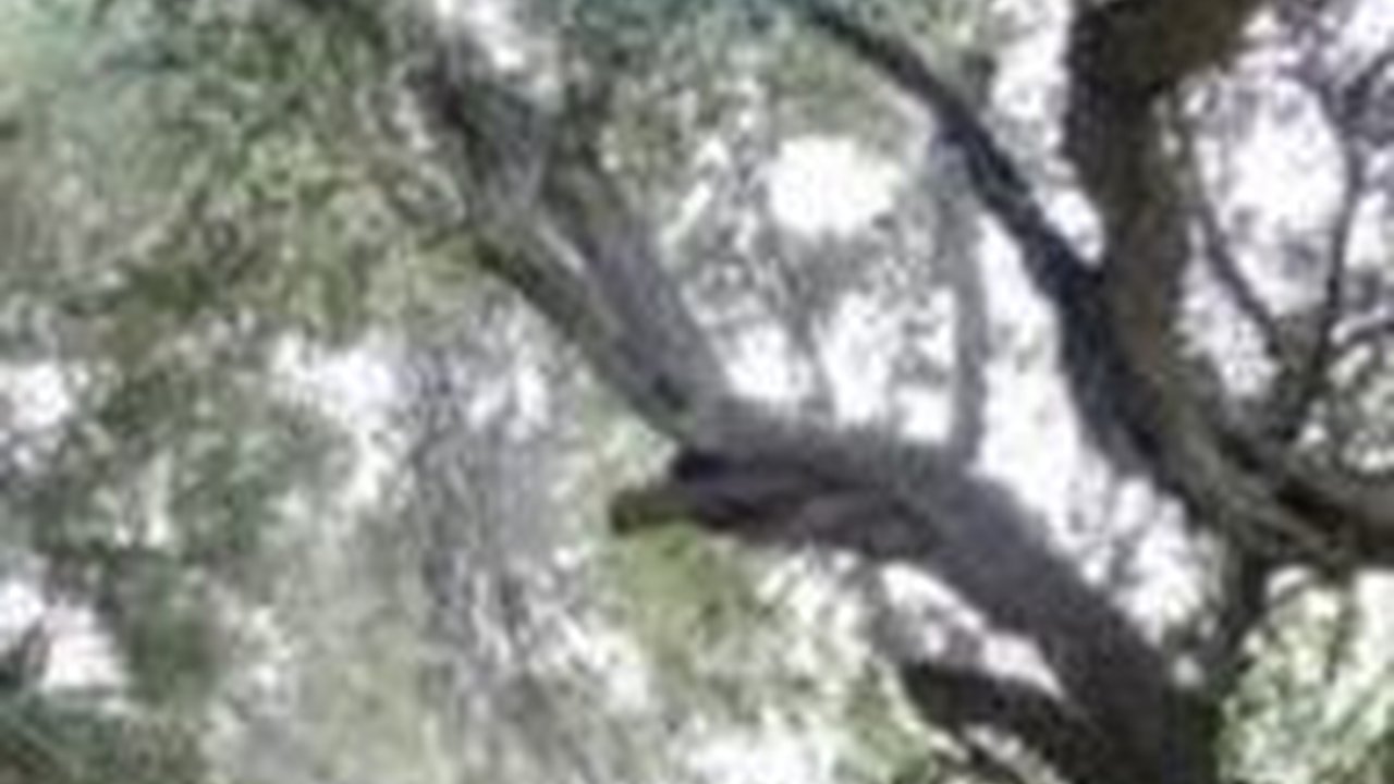 Pohon Zaitun Ini Diyakini Berusia 2.000 Tahun, Tapi Ilmuwan Berhasil Ungkap Usia Sebenarnya