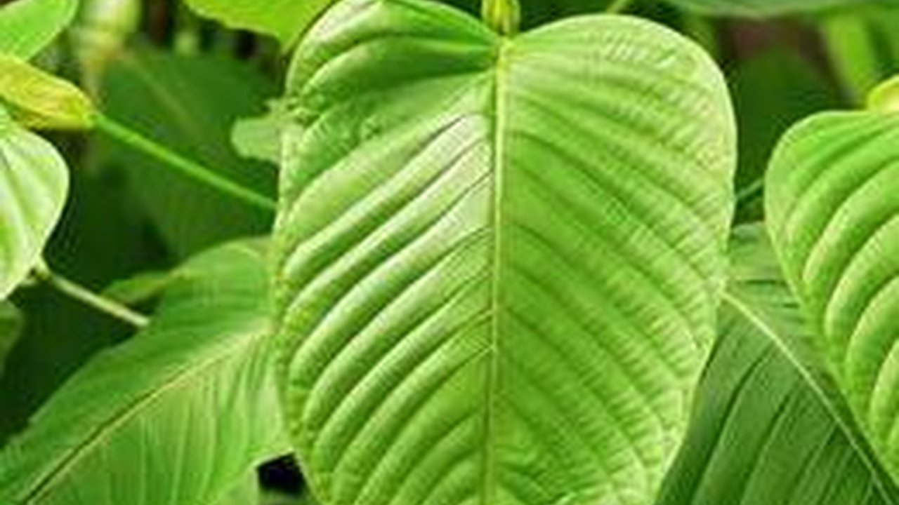 Tunggu Kajian BNN, Kemendag Belum Terbitkan Surat Persetujuan Ekspor Kratom