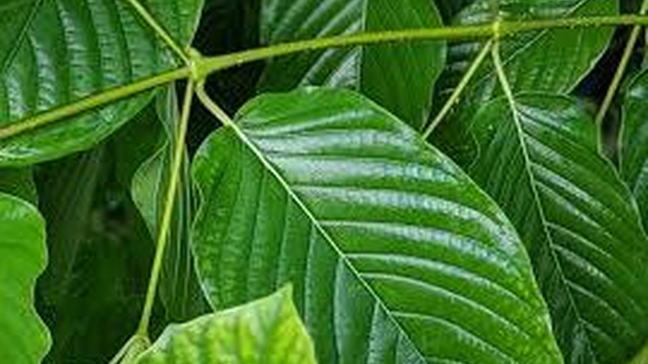 Tunggu Kajian BNN, Kemendag Belum Terbitkan Surat Persetujuan Ekspor Kratom