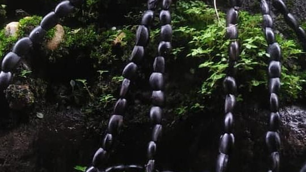 Memiliki Nama yang Unik, Ini Sebelik Sumpah Cendera Mata Tradisional Orang Rimbo di Jambi