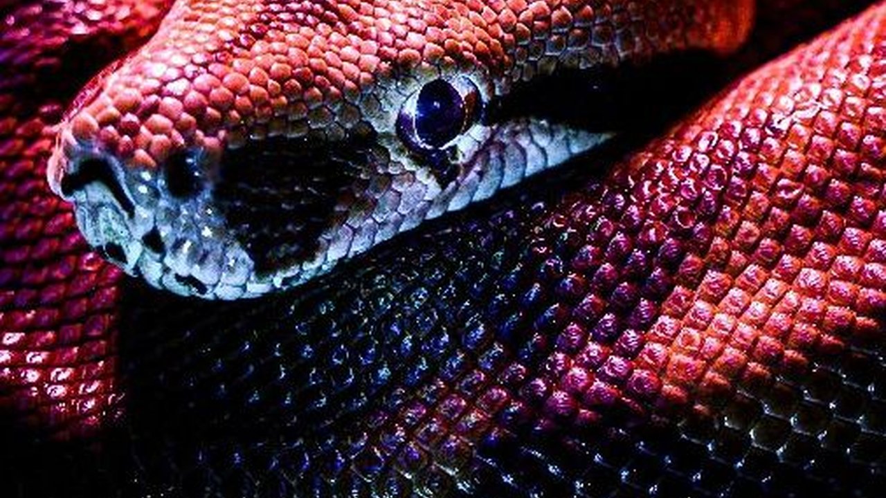 Bikin Panik, Tiga Ekor Ular Kobra Bersarang di Dalam Speaker