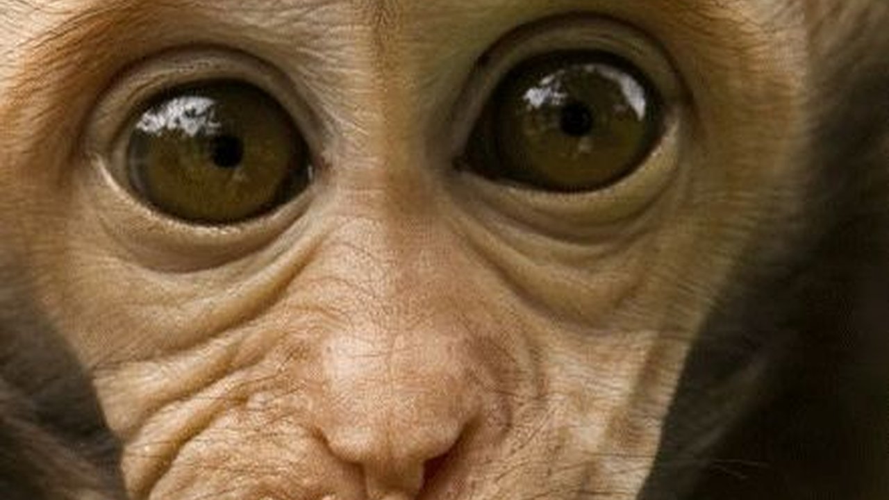 Lagi Main di Luar Rumah, Bocah di Depok Diserang Monyet Hingga Terluka