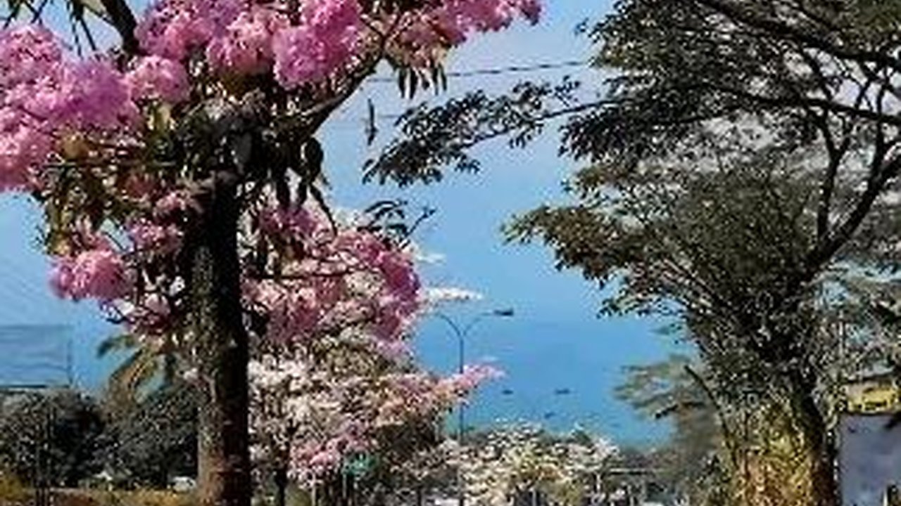 Indahnya Tabebuya yang Sedang Berbunga di Salatiga, Serasa di Negeri Sakura Jepang