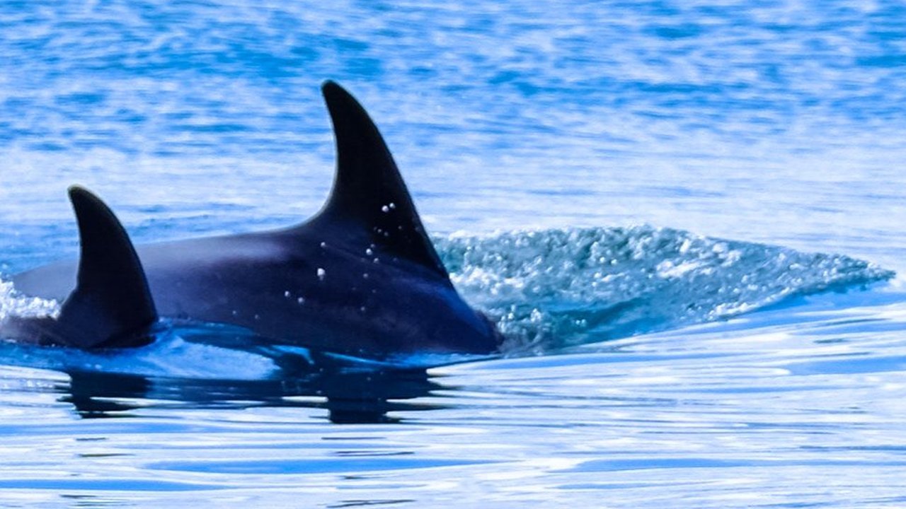 Kisah Nabi Yunus Ditelan Ikan Paus, Berikut Doa yang Dipanjatkan