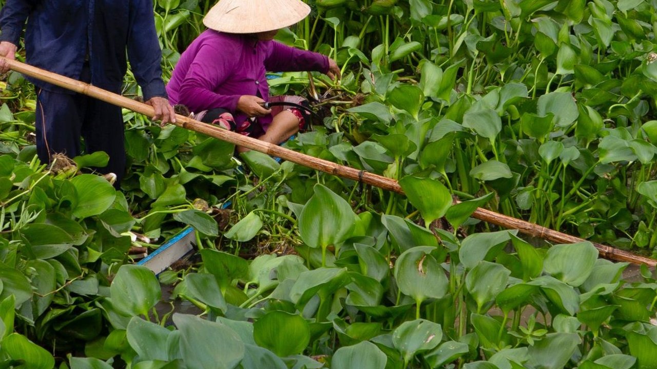 Eceng Gondok, Tanaman Ajaib dengan Manfaat Tersembunyi