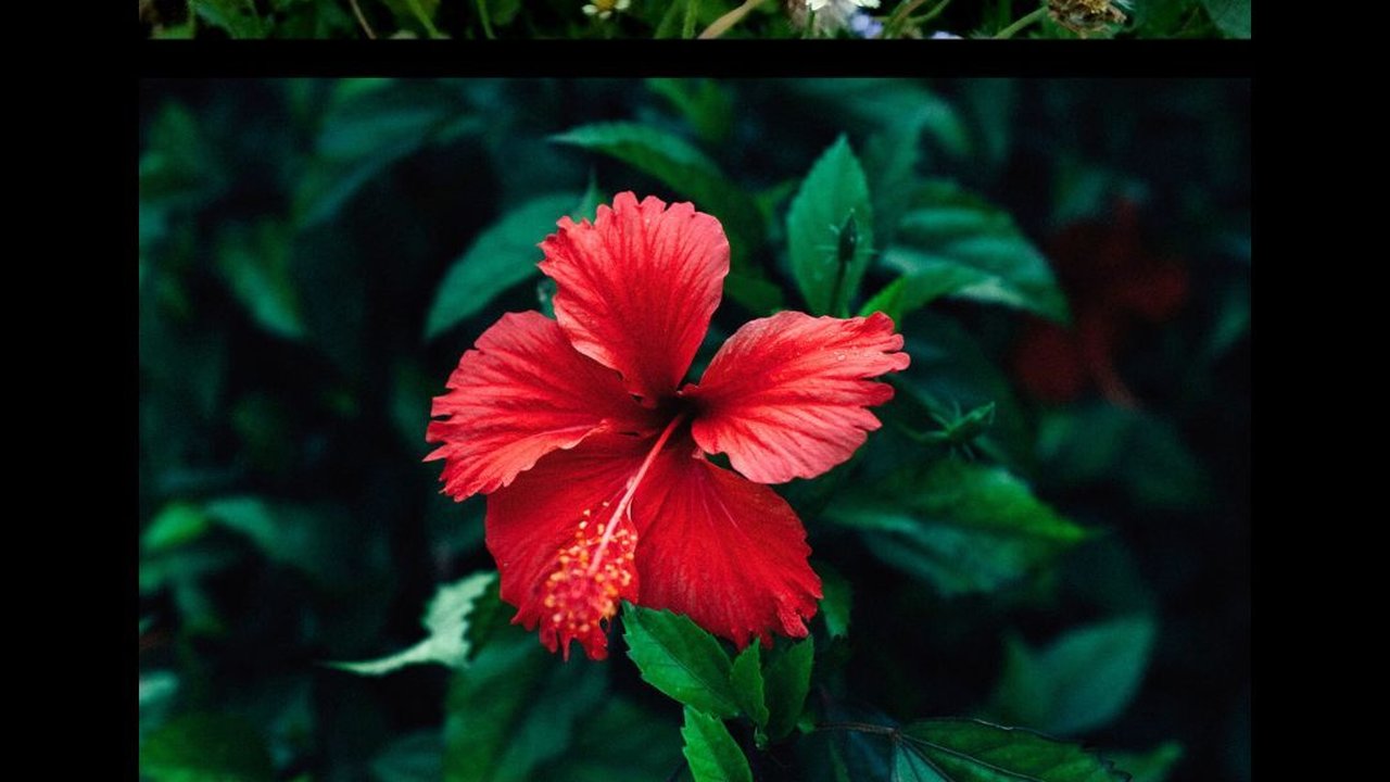 10 Bahan Alami yang Teruji secara Klinis Mampu Atasi Rambut Rontok