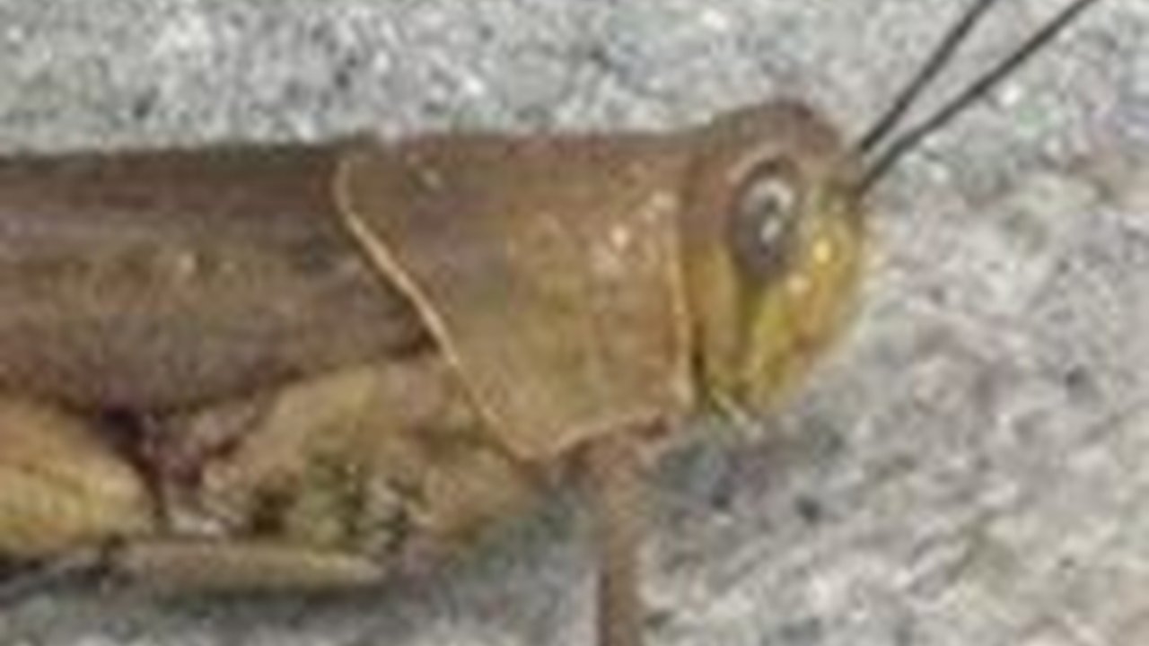 Fakta Unik Hewan Belalang Kayu, Dijadikan Sumber Protein di Gunungkidul