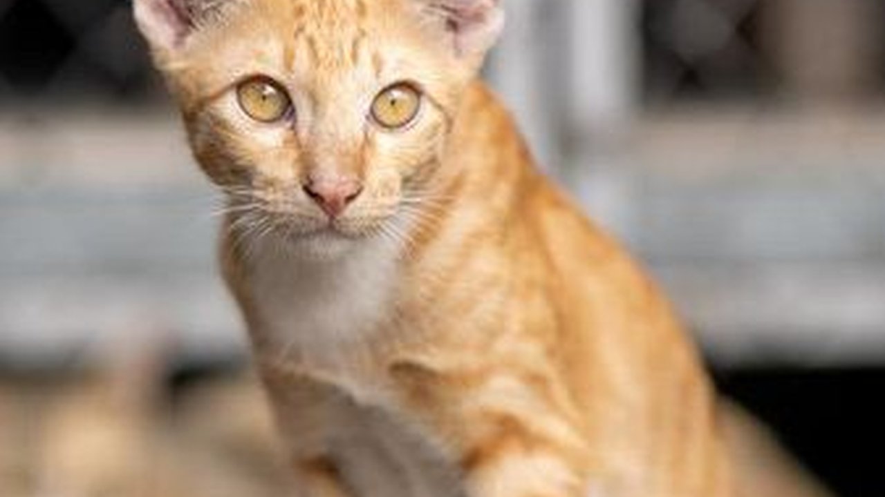 Benarkah Kucing Bisa Menemukan Jalan Pulang Setelah Menghilang Lama? Ini Faktanya