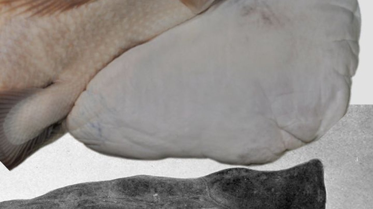 Daftar Penampakan Hewan yang Dianggap Punah Tiba-tiba Muncul Kembali