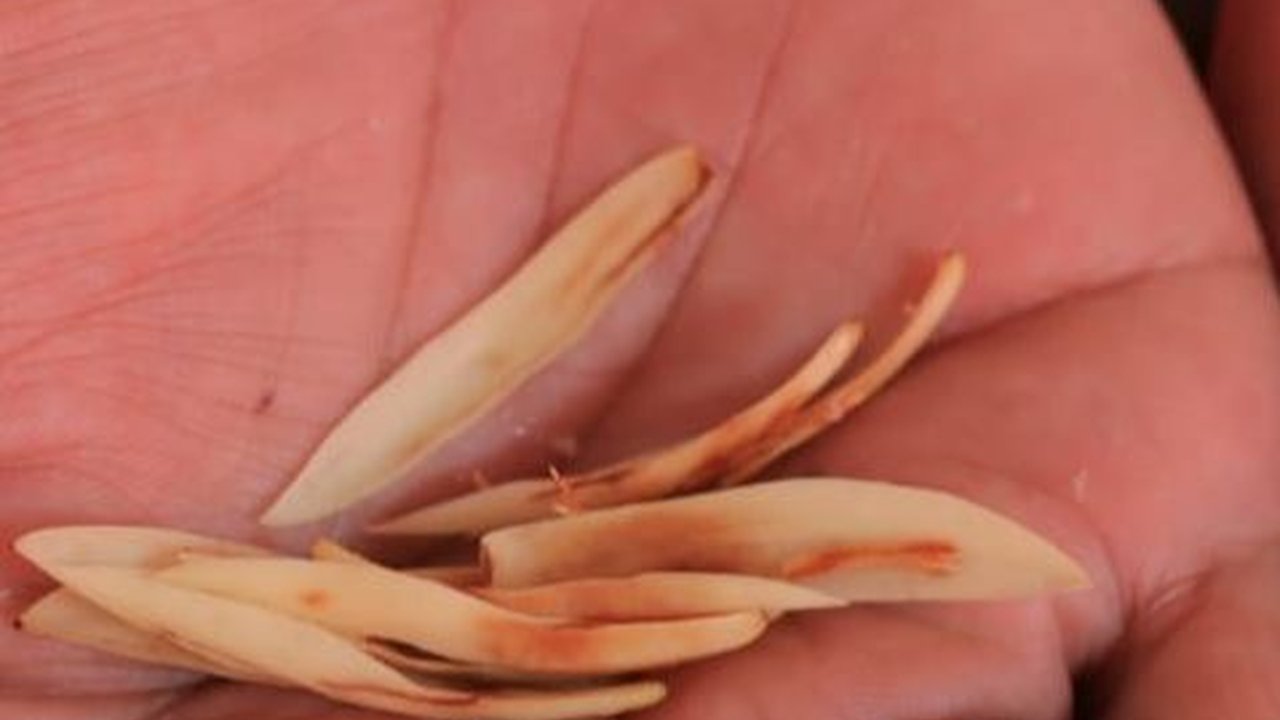 Jimat Rajah hingga Bunga Kantil Warnai Peserta Tes CPNS Kemenkumham di Jatim