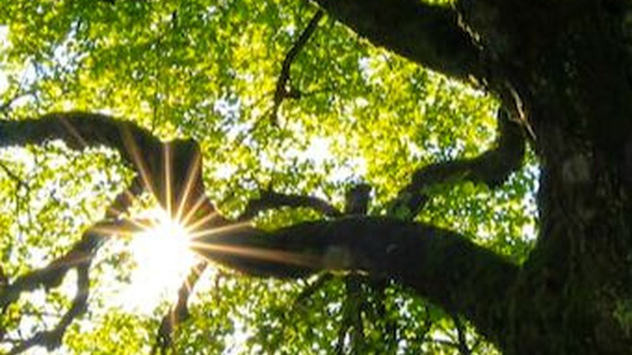 60 Quotes tentang Lingkungan yang Bijak dan Menginspirasi, Ajakan untuk Lebih Sadar Sekitar