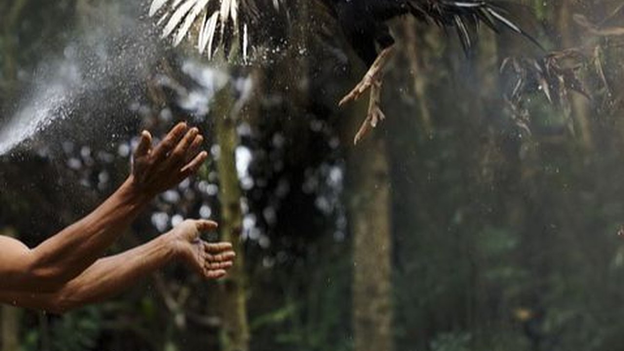 Ciri-Ciri Ayam Petarung yang Bagus, Perhatikan Bentuk Paruh hingga Ekornya