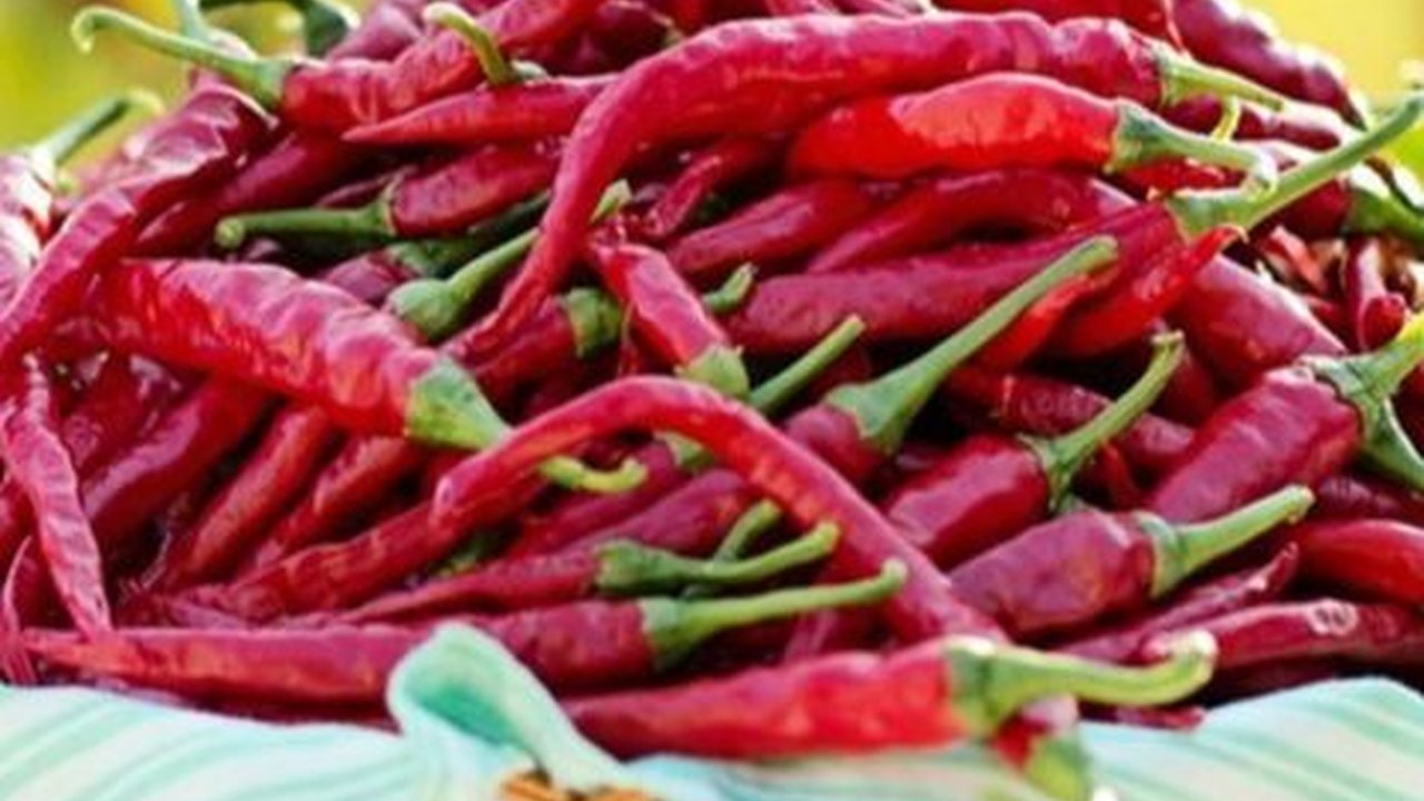Bertani Sejak SMA, Petani Muda Blitar Ini Bisa Beli Mobil dan Tanah dari Hasil Panen Cabai