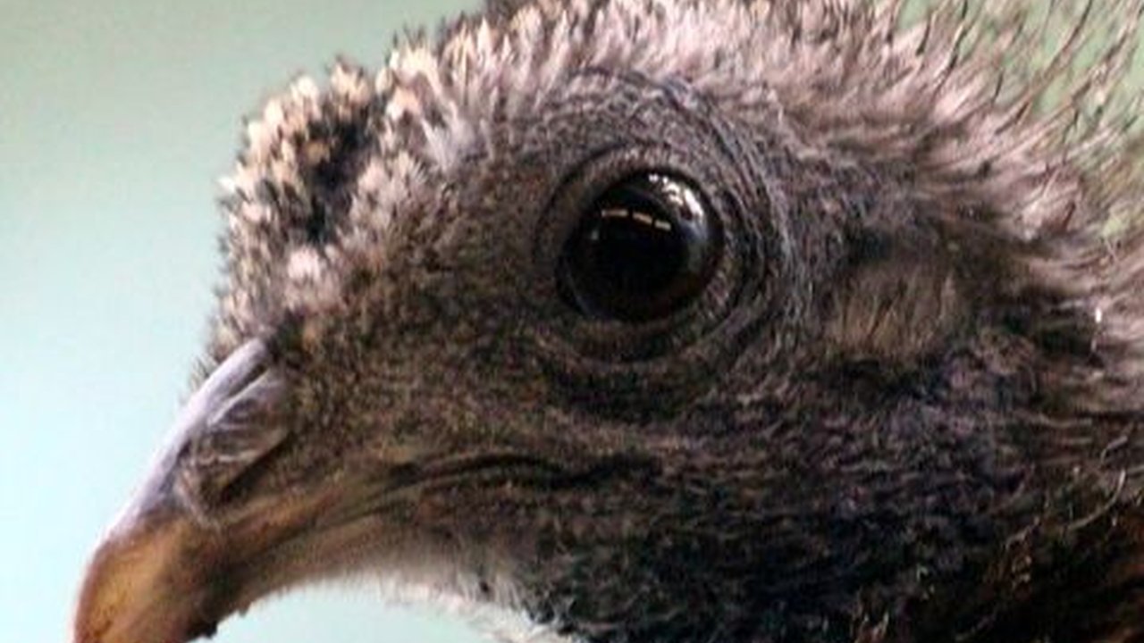 Karakteristik Burung Kuau Raja, Memiliki Kemampuan Unik