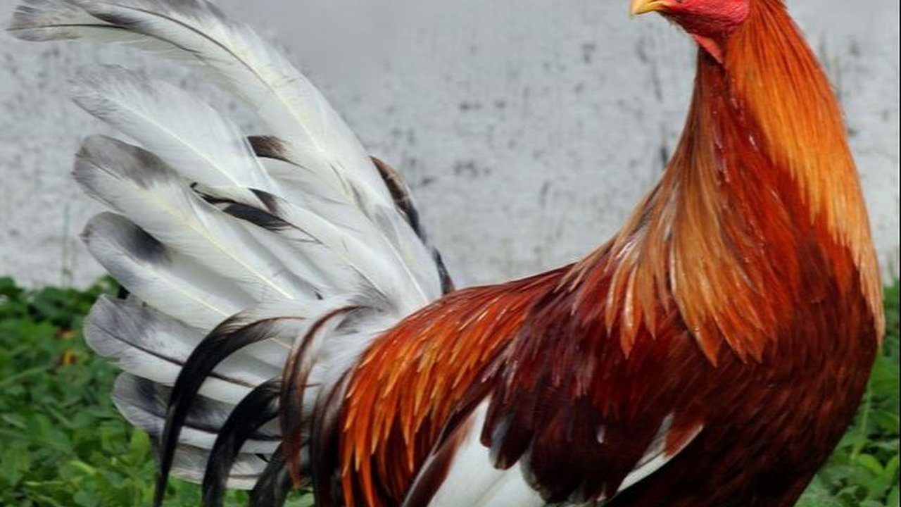 Ayam Bangkok Mahal dan Harganya, Ketahui Cara Merawatnya yang Benar