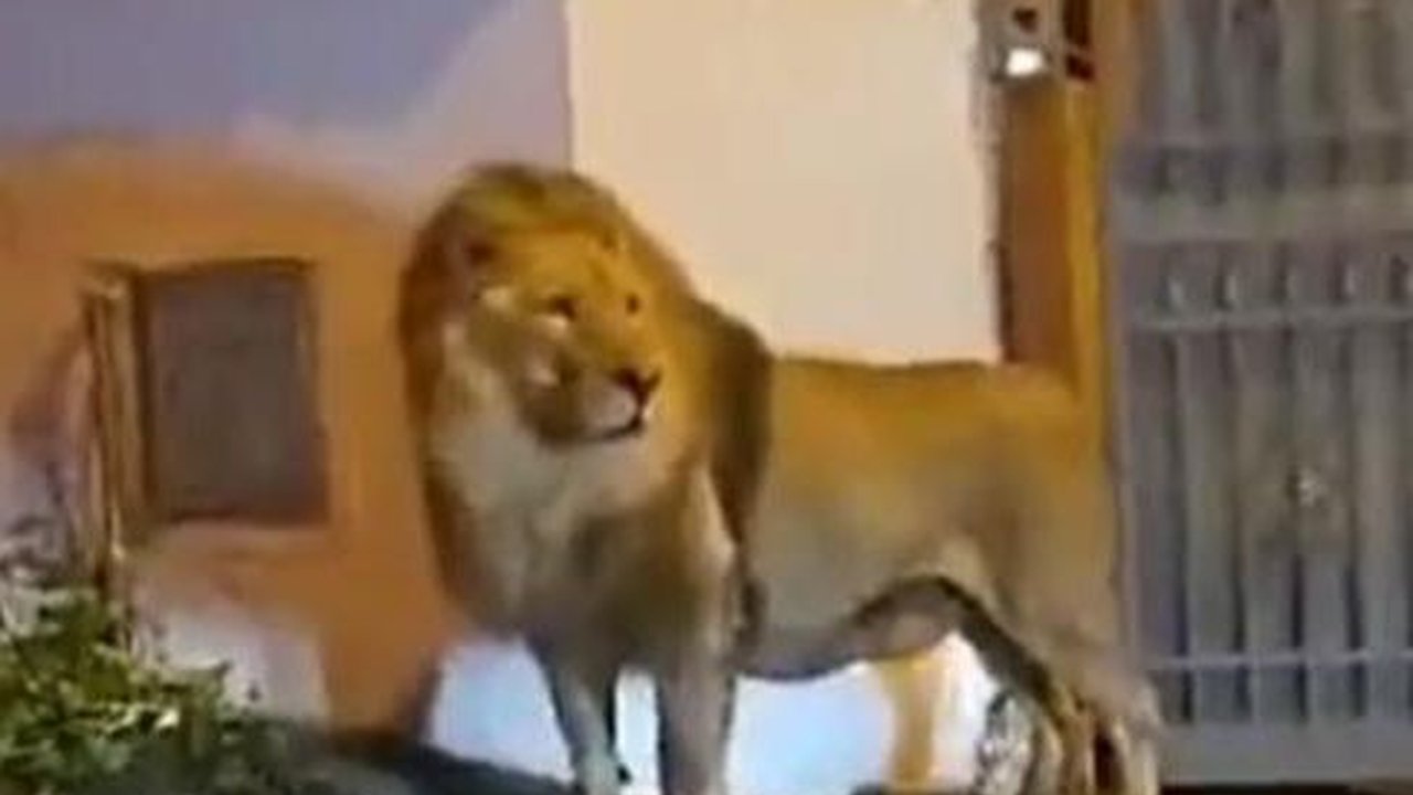 Singa Sirkus Kabur dari Kandangnya, Bikin Seisi Kota di Italia Geger