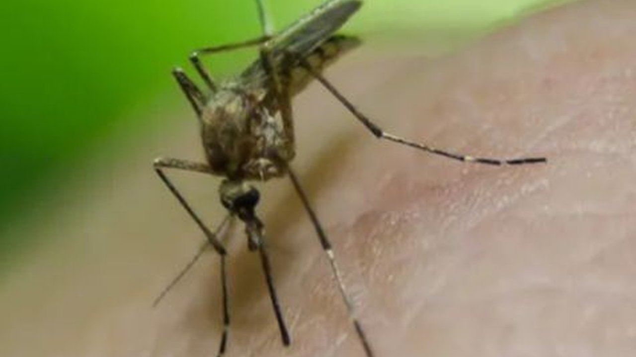 Mengenal Japanese Encephalitis, Penyakit Berbahaya Akibat Gigitan Nyamuk