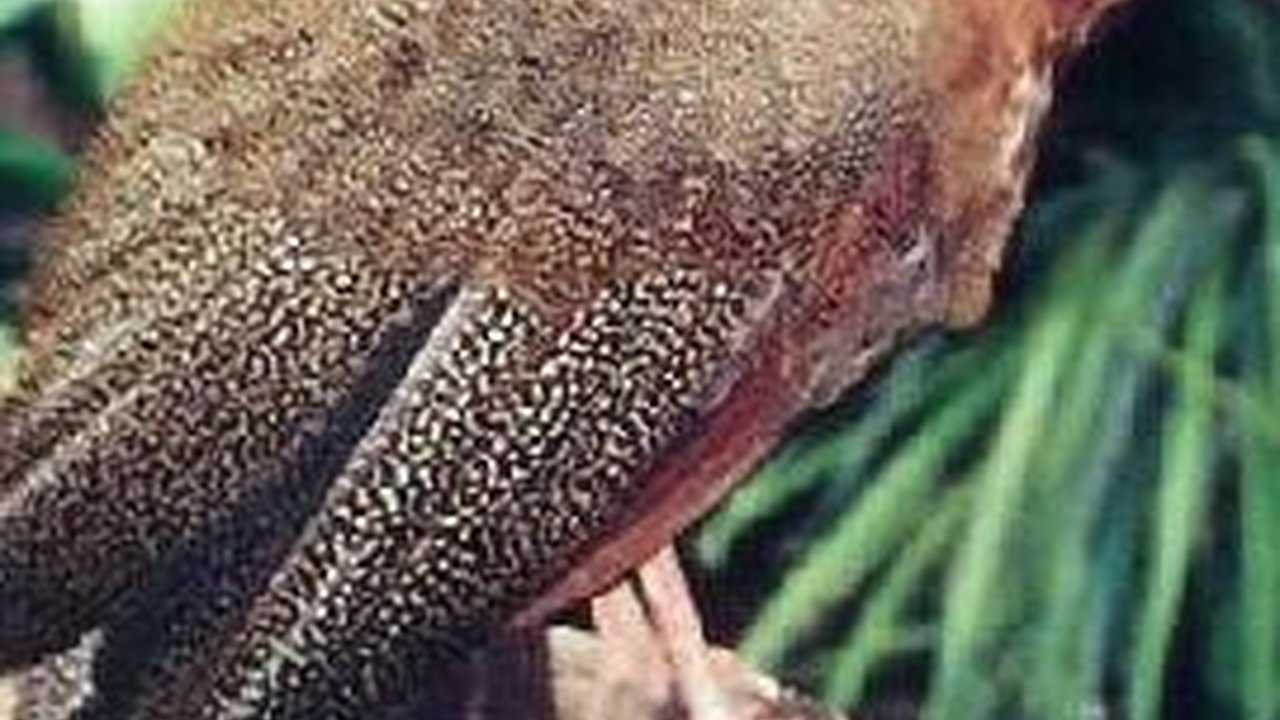 'Kesaktian' Burung Kuau Raja Bermata Seratus dari Zaman Purba yang Ditemukan Kembali di Indonesia, Bisa Prediksi Gempa & Tsunami