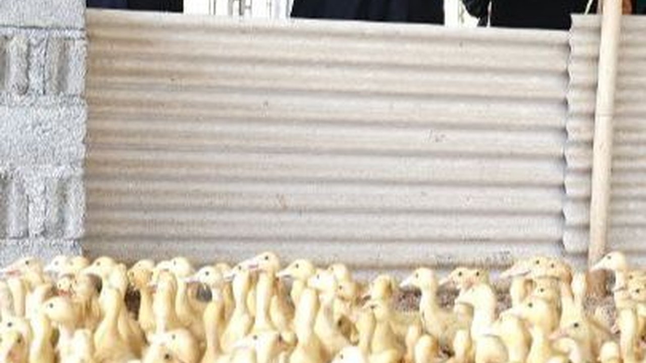 Melihat Kampung Bebek di Banyuwangi: Mampu Produksi 2.000 Ekor per Hari
