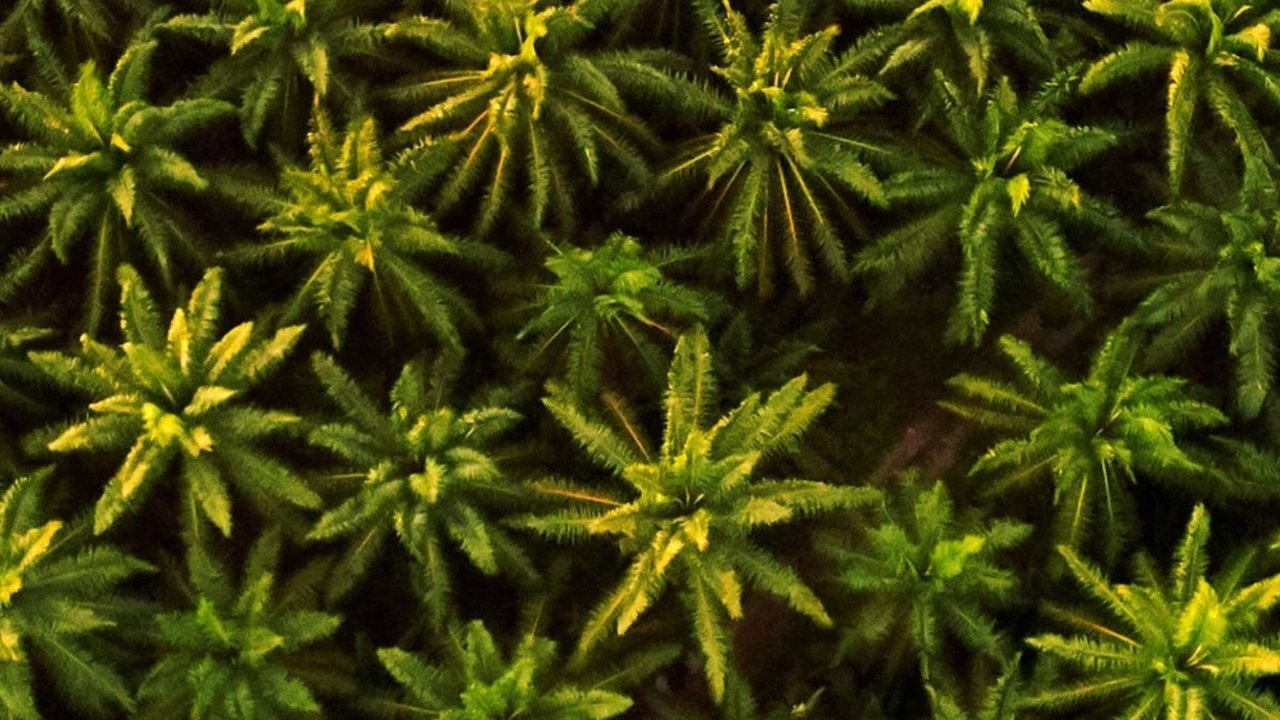 18 November: Peringatan Hari Sawit Nasional, Ini Sejarah dan Tujuannya