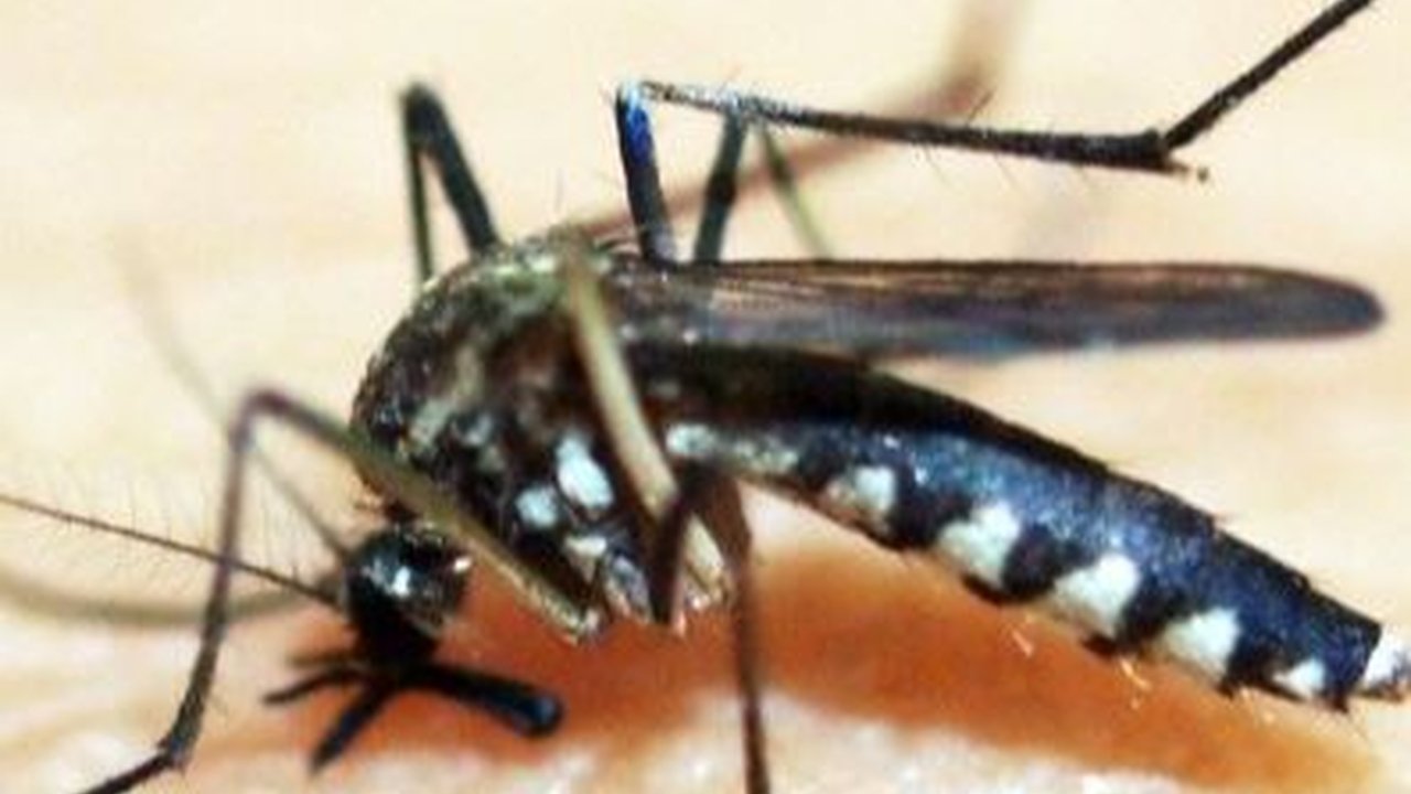 Mengenal Nyamuk Wolbachia Buatan Bill Gates, Inovasi Baru Lumpuhkan DBD di Indonesia