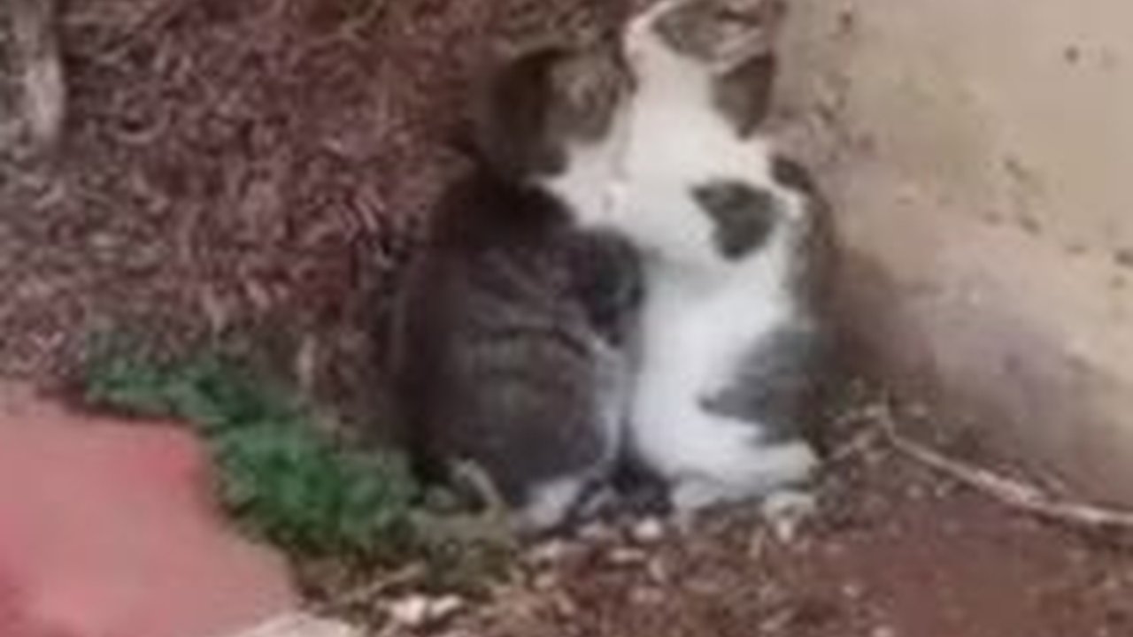 Momen Sedih Dua Ekor Kucing Saling Berpelukan karena Ketakutan dengan Rudal Israel, 'Semua Makhluk Hidup di Palestina Terancam'