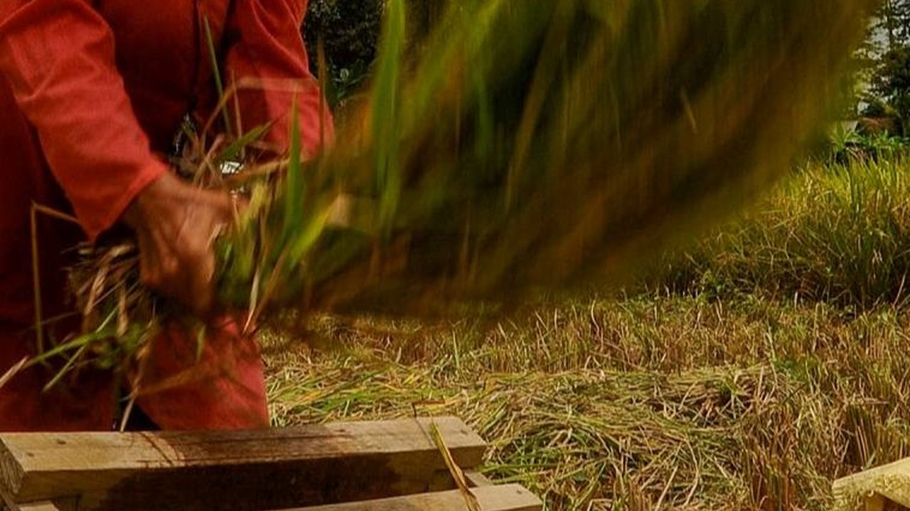Gerakan Percepatan Tanam Padi dan Jagung, KTNA: Petani Siap Ambil Andil