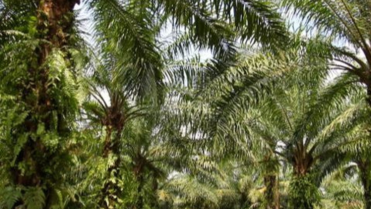 Manfaat Kelapa Sawit bagi Manusia, Tak Cuma Jadi Minyak untuk Kesehatan