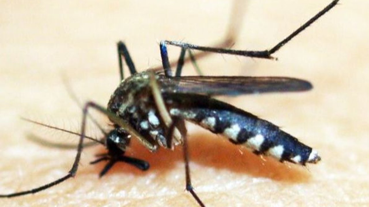 Nyamuk Wolbachia akan Dilepas ke Alam, Sebar Bakteri Baik Berantas DBD