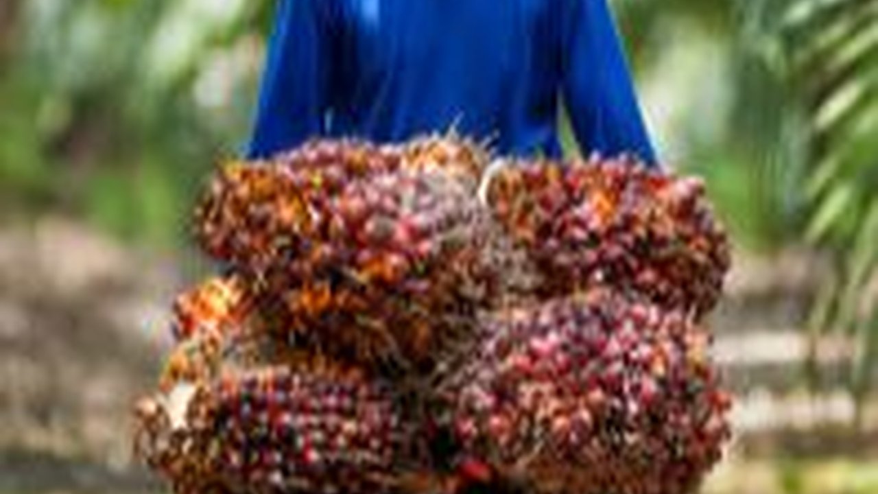 PTPN Temukan Ide Sederhana Lawan Hama Kelapa Sawit, tapi Dampaknya Sangat Besar