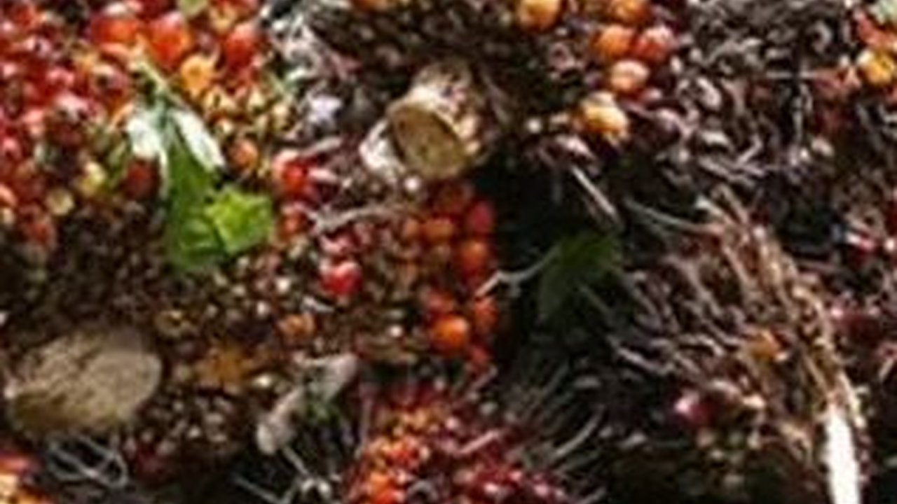 Masa Depan Industri Kelapa Sawit di Tengah Ketidakpastian Global