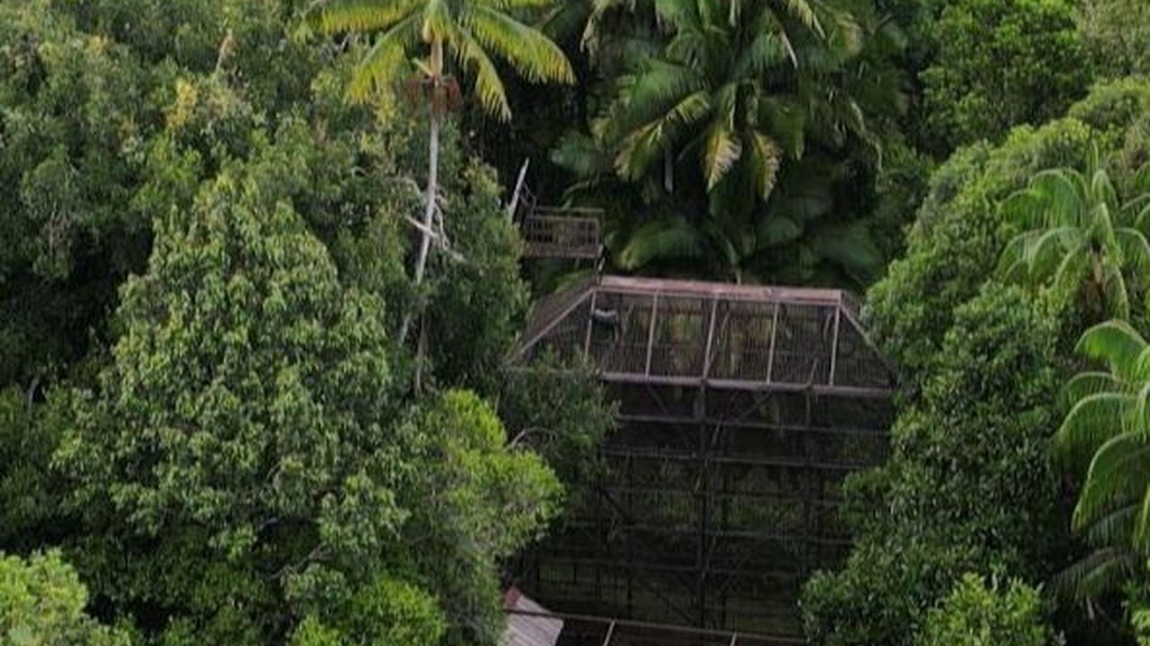 Per Agustus 2023, Industri Kelapa Sawit Sumbang Devisa Rp326,3 Triliun ke Negara