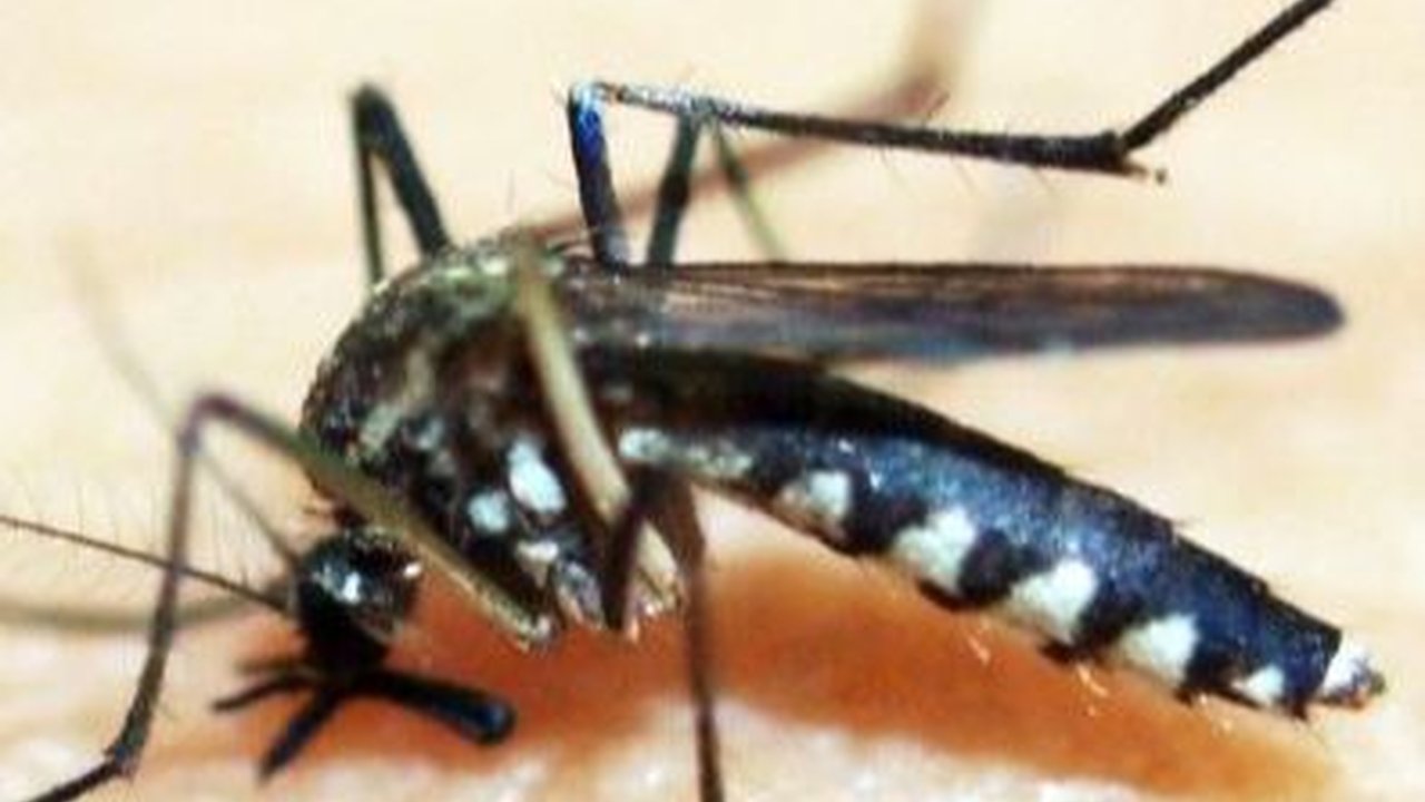 Peneliti Blak-blakan soal Nyamuk Wolbachia Hasil Rekayasa Genetik