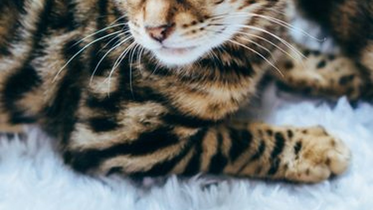 Kucing Termahal di Dunia, Tembus Harga Miliaran