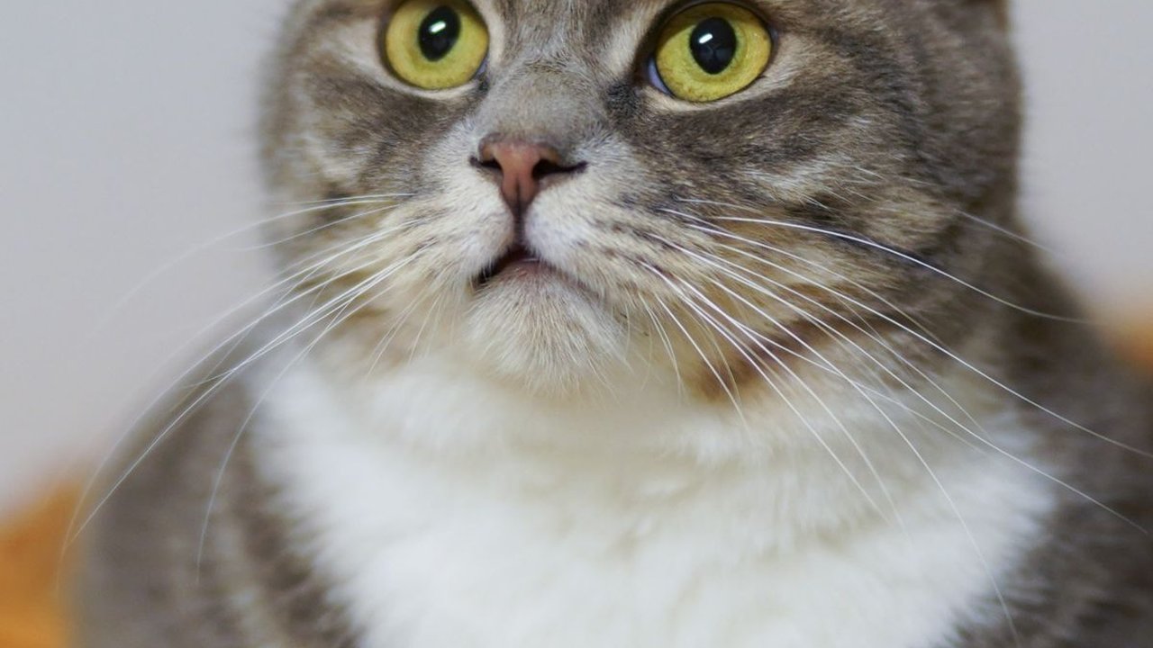 Obat Kucing Sakit Mata Berair dan Belekan, Ketahui Cara Menangani dan Merawatnya