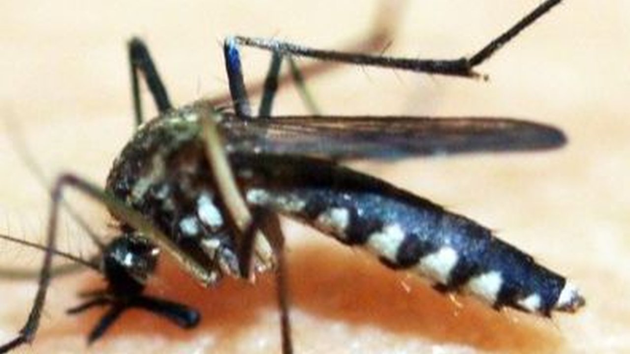 Mengukur Efektivitas Nyamuk Wolbachia Tekan Kasus DBD