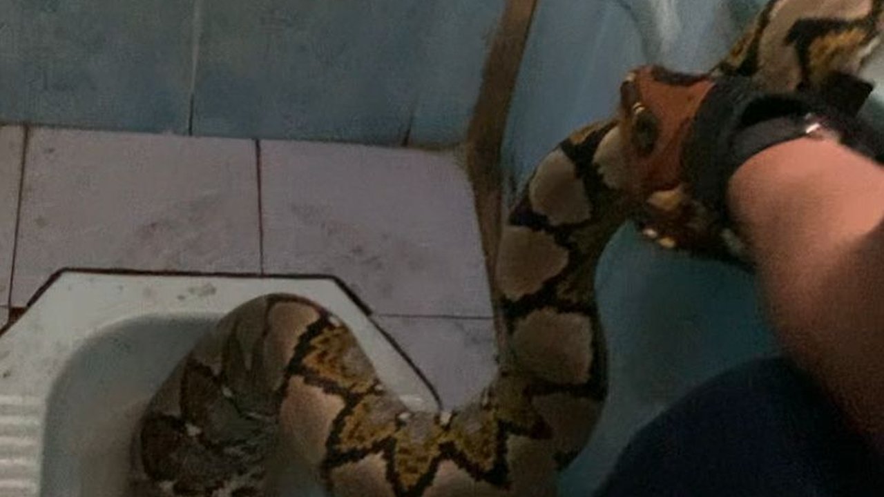 Heboh Penampakan Ular Piton Muncul di Kloset Sekolah Dasar di Riau, Damkar Turun Tangan