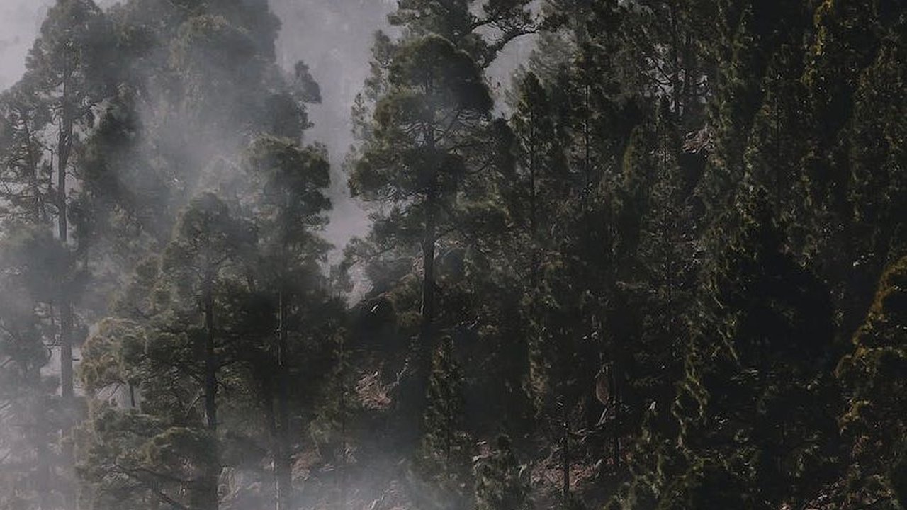 Melihat Hutan Larangan Leuweung Gede di Ciamis, Dikeramatkan Warga dan Pernah Dapat Penghargaan Kalpataru